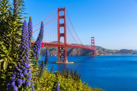 Golden Gate Bridge San Francisco purple flowers Echium candicans in Californiaの写真素材