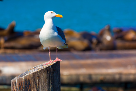 San Francisco Pier 39 seagull and seals at California USA