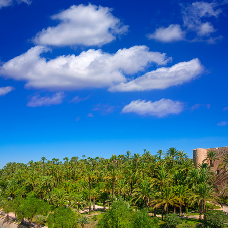 Elche Elx Alicante el Palmeral Park with many palm trees in Valencian Community of Spain