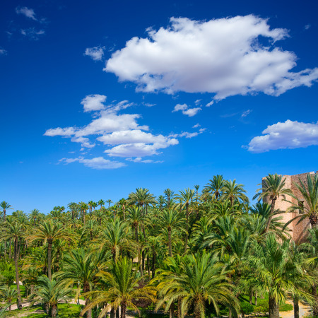 Elche Elx Alicante el Palmeral Park with many palm trees in Valencian Community of Spainのeditorial素材