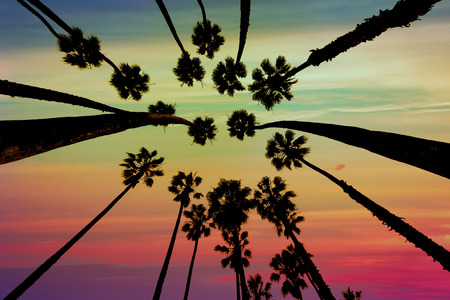 California Palm trees view from below in Santa Barbara USの写真素材