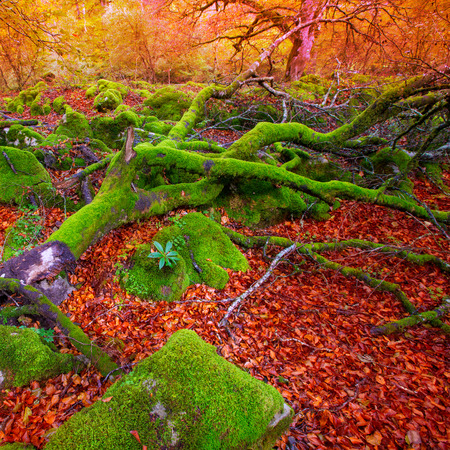 Autumn Selva de Irati fall beech jungle in Navarra Pyrenees of Spainの写真素材