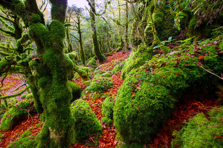 Autumn Selva de Irati fall beech jungle in Navarra Pyrenees of Spainの写真素材