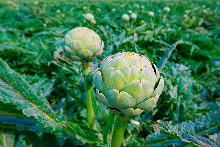 Artichokes field in Murcia Almeria region of Spainの写真素材
