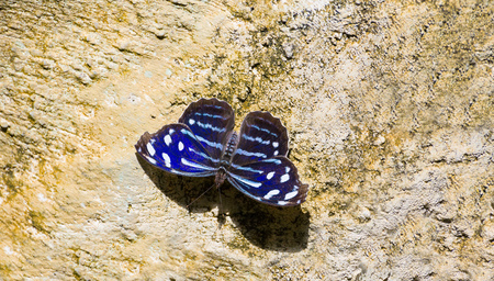 Blue Wave butterfly Myscelia Cyaniris or a rockの写真素材