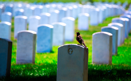 Arlington National Cemetery Virginia VA near Washington DC United Statesのeditorial素材