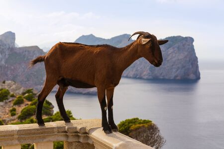 Majorca goat in Formentor Cape Lighthouse at Mallorcaの写真素材