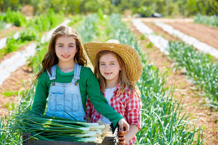 Litte kid farmer girls in onion harvest at orchardの写真素材