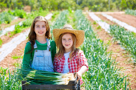 Litte kid farmer girls in onion harvest at orchardの写真素材