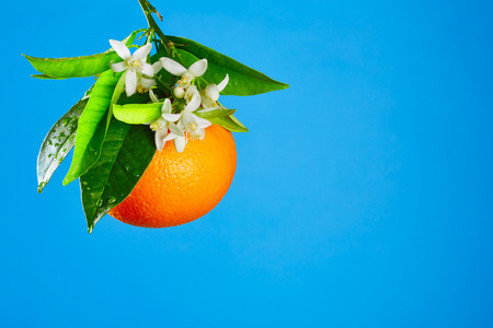 Oranges with orange blossom flowers in spring on blue backgroundの写真素材