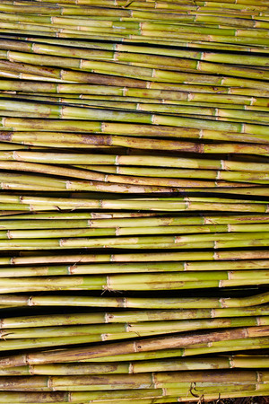 River green cane harvest texture pattern background in Valencia Parc de Turia of Spainの写真素材