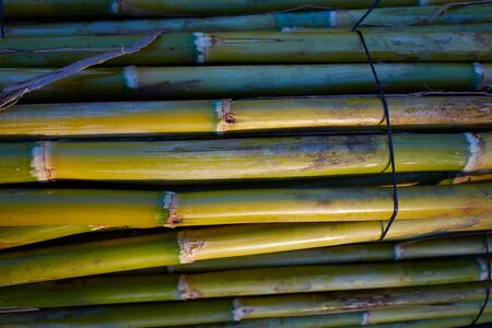 River green cane harvest texture pattern background in Valencia Parc de Turia of Spainの写真素材
