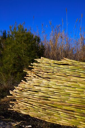 River green cane harvest texture pattern background in Valencia Parc de Turia of Spain
