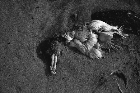 Dead sea bird seagull half buried in beach sand in Canary Islands