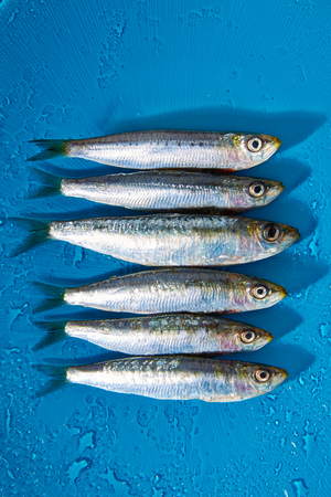 Sardine fishes in a row on a blue wet backgroundの写真素材