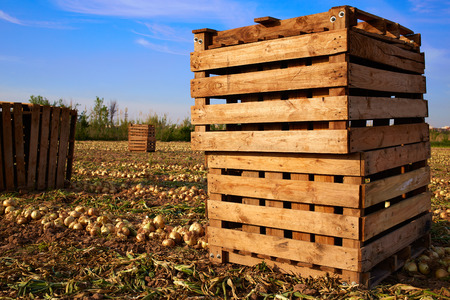 Onion harvest in Valencia Spain huerta fieldの写真素材