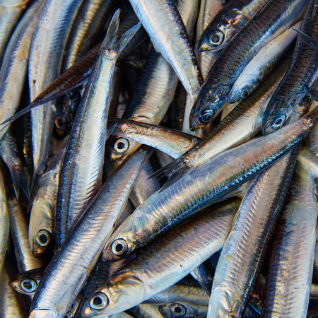 Anchovies fresh fish in the fish market of Mediterranean sea