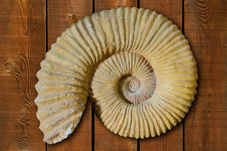 Ammonites fossil in Valencian Community of spain