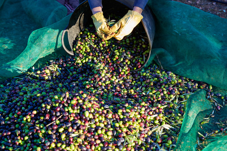 Olives harvest picking hands with gloves at Mediterranean