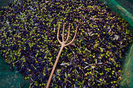Olives texture in harvest picking with net and wooden fork at Mediterraneanの写真素材