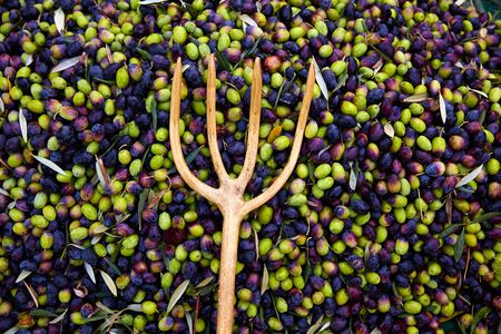 Olives texture in harvest picking with net and wooden fork at Mediterraneanの写真素材