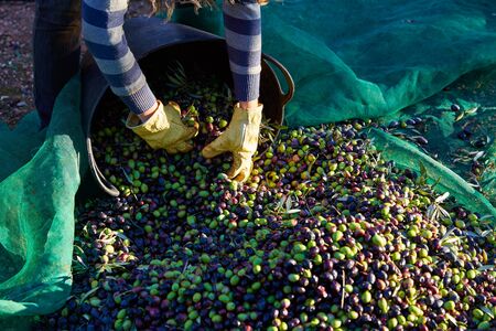 Olives harvest picking hands with gloves at Mediterraneanの写真素材