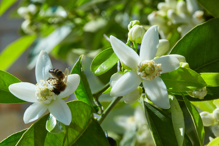 Orange blossom flowers in a tree in mediterranean Spain