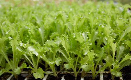 many lettuce sprouts in a rowの写真素材