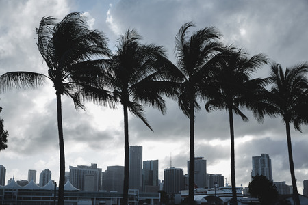 Miami skyline at sunset with palm trees in Florida USAの写真素材