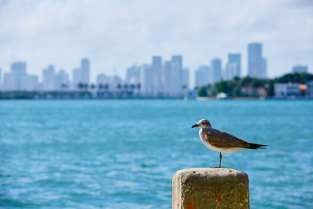Miami downtown seagull mist foggy skyline from Miami Beach in Florida USAの写真素材