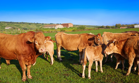 Cow cattle in Extremadura of Spain along Via de la Plata Way