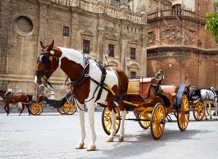 Seville horse carriages in Cathedral of Sevilla Andalusia Spainの写真素材