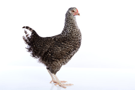 Coucou Cou Marans hen original from France on white backgroundの写真素材