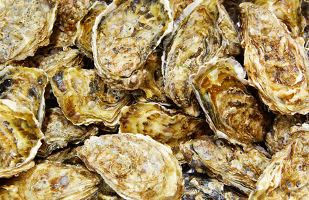 Oysters seafood texture pattern backgroundの写真素材