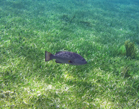 Grouper fish in Riviera Maya of Caribbean Mexico