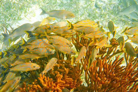 Mesoamerican barrier Great Mayan Reef grunt fishes in Riviera Maya Mexico