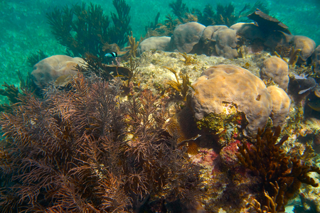 Mesoamerican barrier Great Mayan Reef in Riviera Maya of Caribbean Mexicoの写真素材