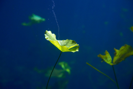 Cenote sinkhole waterplants in Riviera Maya at mayan Mexicoの写真素材