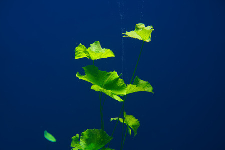 Cenote sinkhole waterplants in Riviera Maya at mayan Mexico