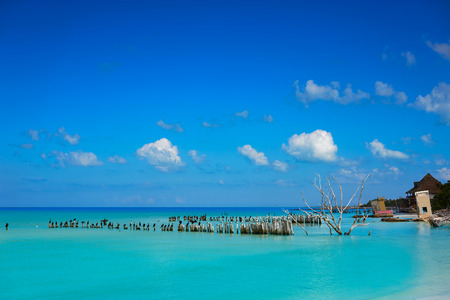 Holbox island beach in Mexico sea birds dried Mangroove treeの写真素材