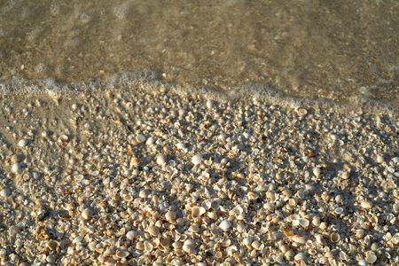 Holbox island beach shells sand texture in Mexico