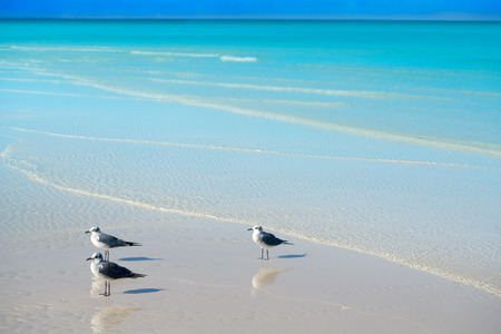 Holbox Island turquoise beach in Quintana Roo of Mexicoの写真素材