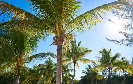 Holbox Island beach in Quintana Roo of Mexicoの写真素材