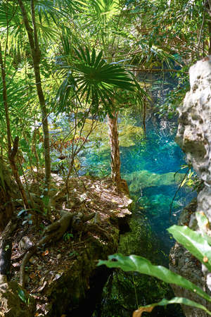 Cenote in Riviera Maya of Mayan Mexico sinkhole exposing groundwaterの写真素材