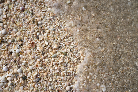 Holbox island beach shells sand texture Mexico