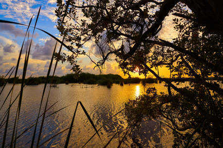 Mangroove sunset in Riviera Maya lagoon of Mexico