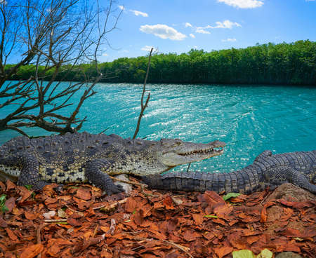 Crocodile in Mexico Riviera Maya mangroove photomountの写真素材