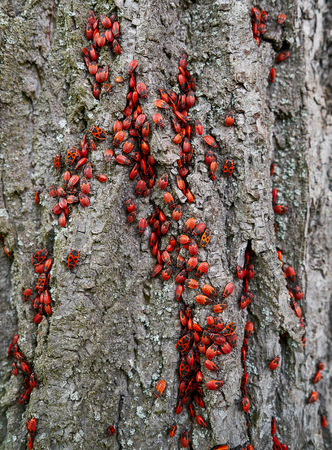 Firebug Pyrrhocoris Apterus plague in a tree trunk detail