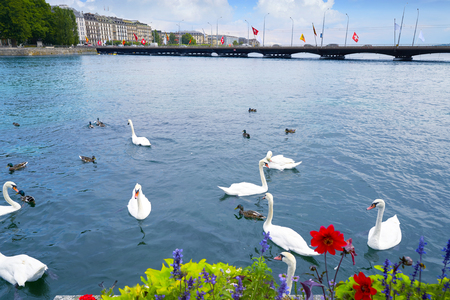 Swans in Geneve Geneva of Switzerland Swiss at Leman lakeの写真素材