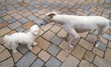 hound greyhound and Maltese bichon dogs playing smelling each other